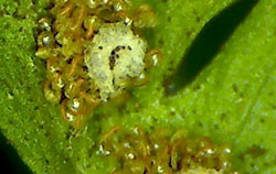 USB Microscope PCE-MM 800