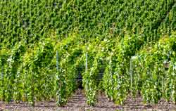 Brix Refractometer PCE-DRB 1